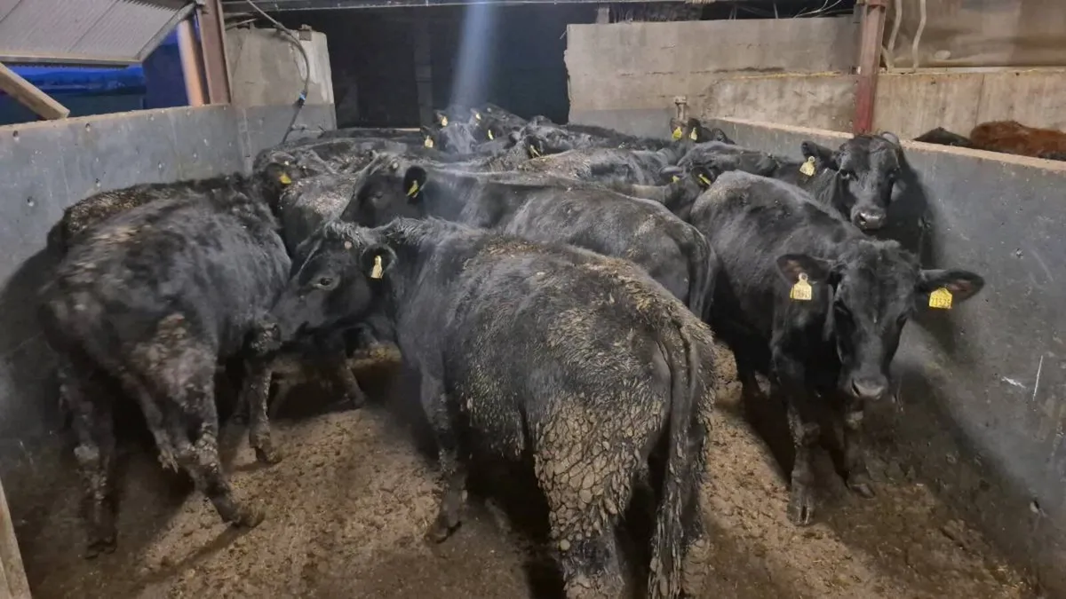 18 Angus Bullocks 360kgs - Image 2