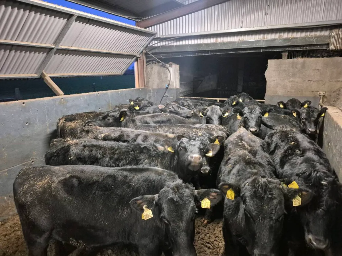 18 Angus Bullocks 360kgs - Image 1