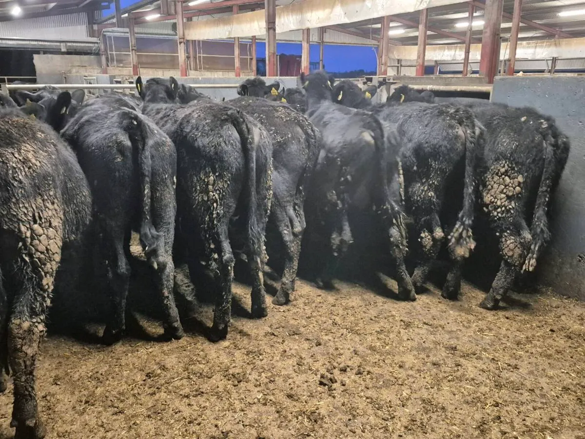 18 Angus Bullocks 360kgs - Image 3