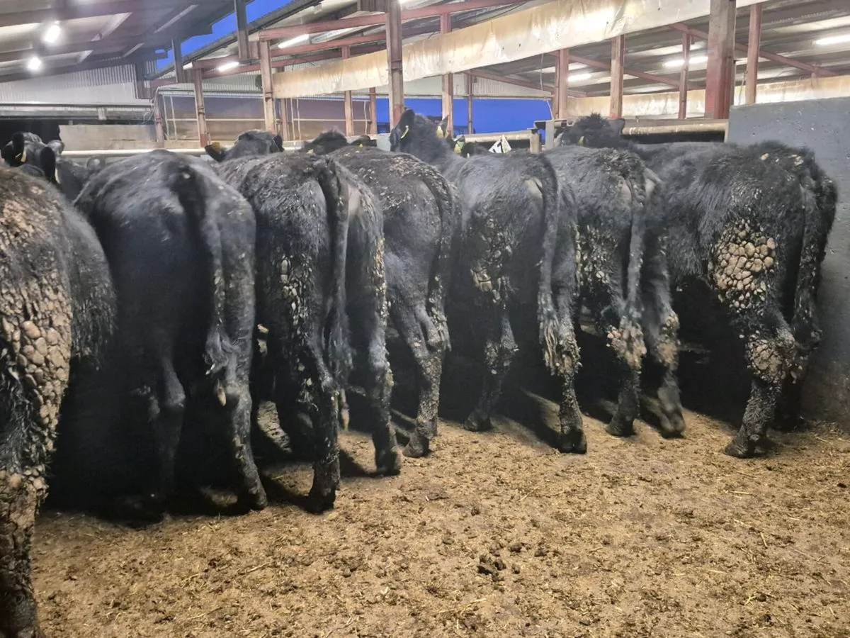 18 Angus Bullocks 360kgs - Image 4