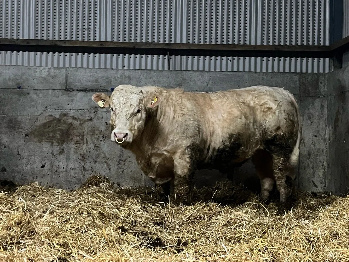 Pedigree Charolais Bulls - Image 1