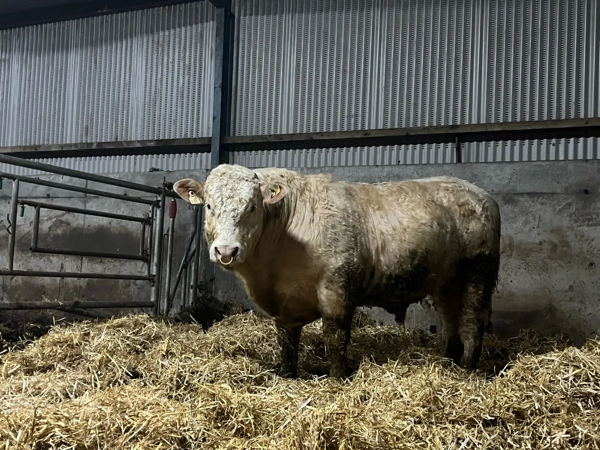Pedigree Charolais Bulls - Image 3