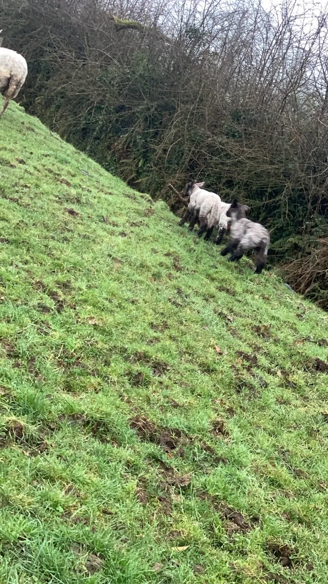 Sheep with lambs at foot - Image 1