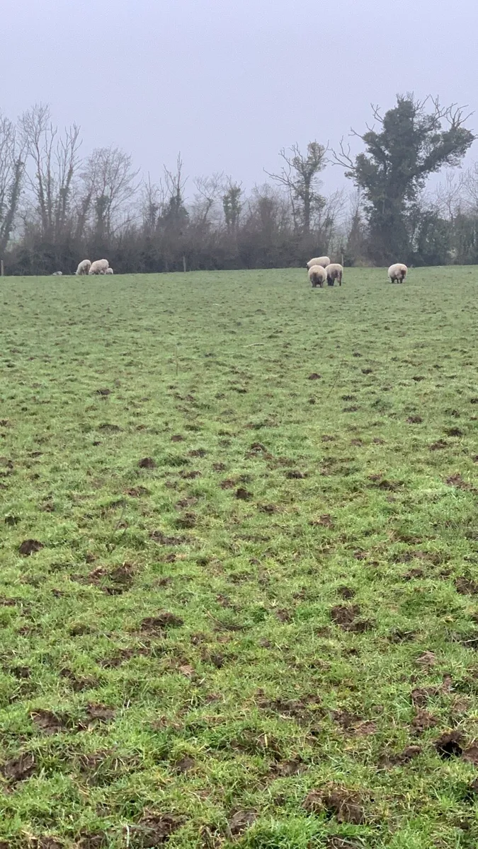 Sheep with lambs at foot - Image 3