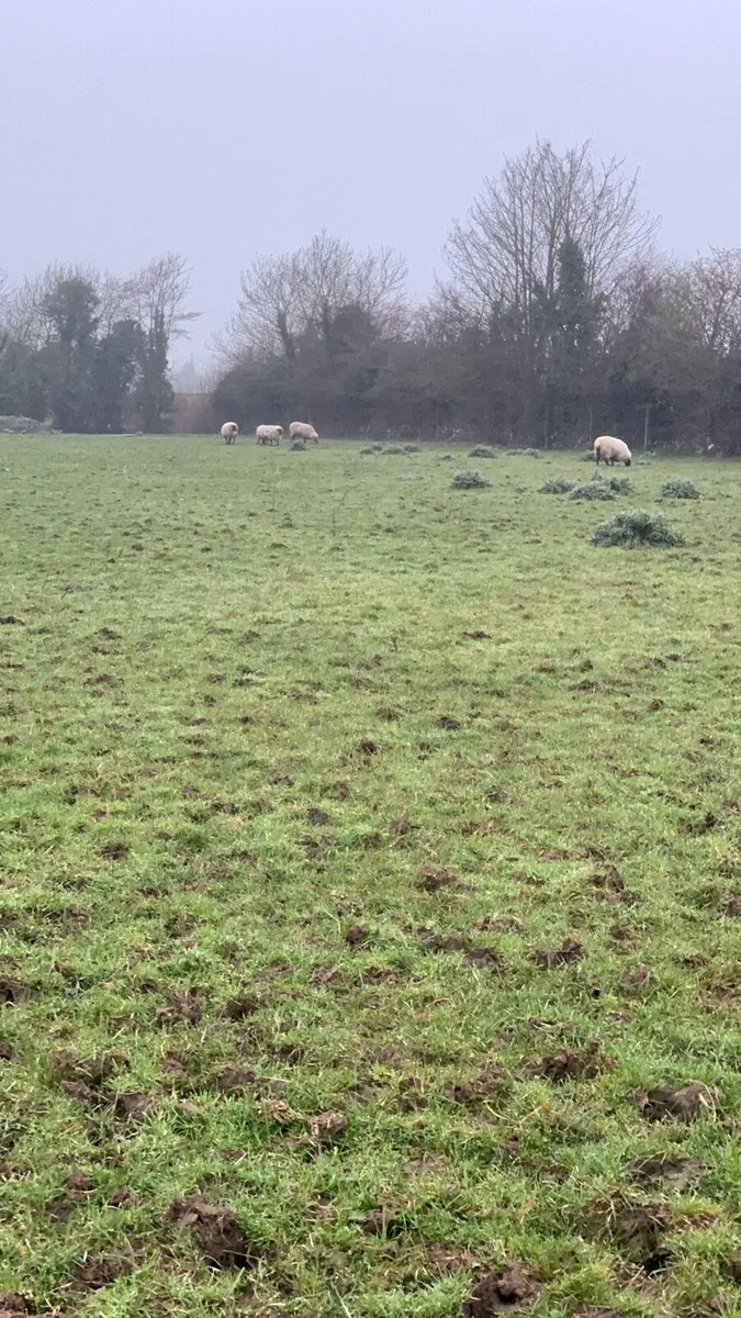 Sheep with lambs at foot - Image 4