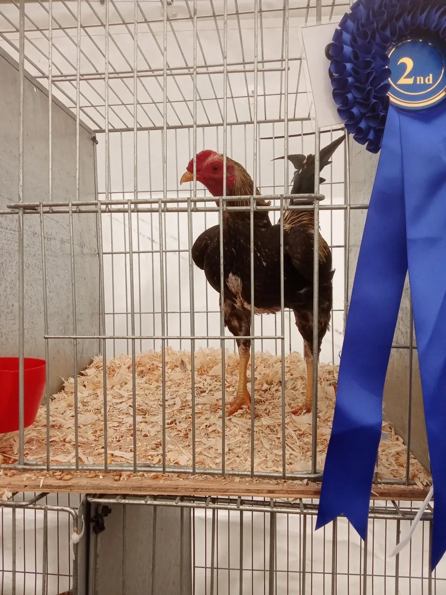 Oeg bantams for sale - Image 2