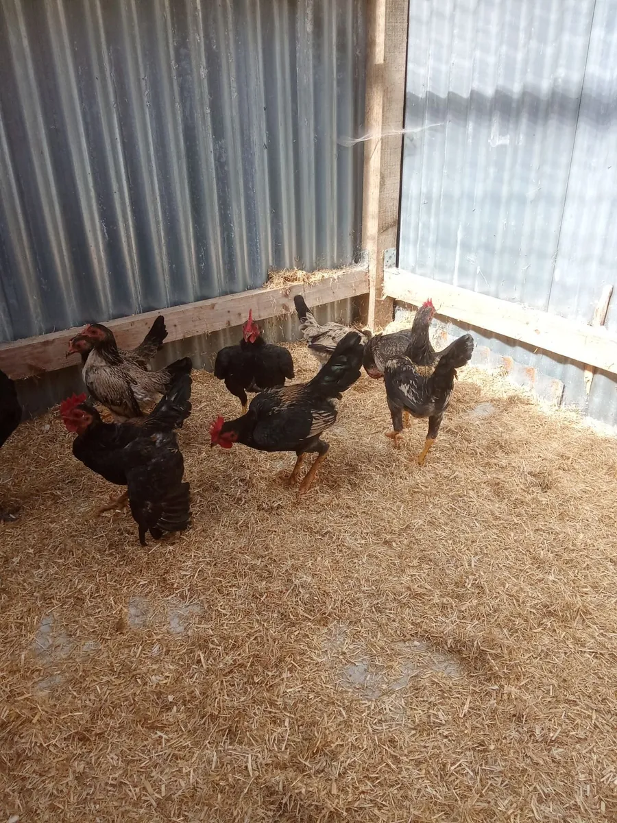 Oeg bantams for sale - Image 4