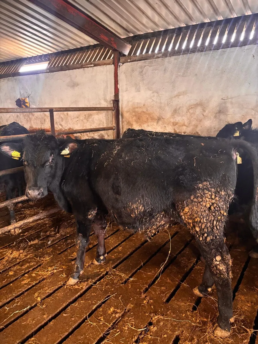 Store Bullocks - Image 2