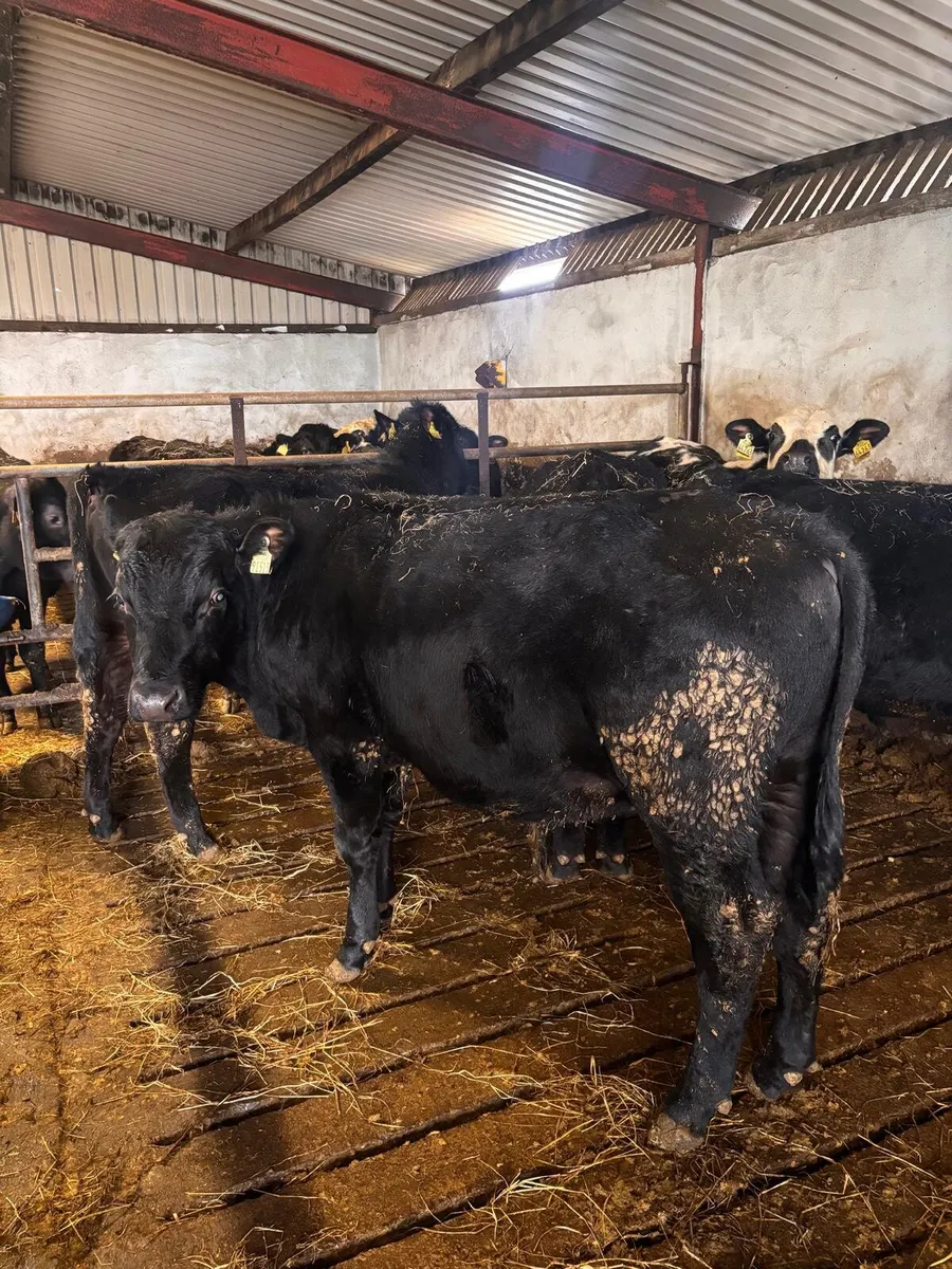 Store Bullocks - Image 1