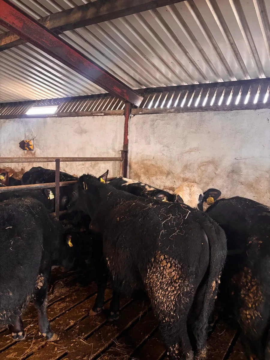 Store Bullocks - Image 3