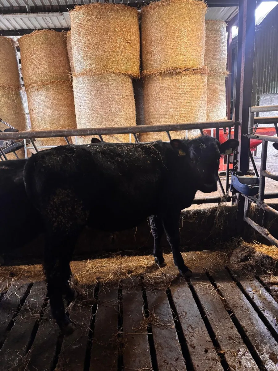 Store Bullocks - Image 4