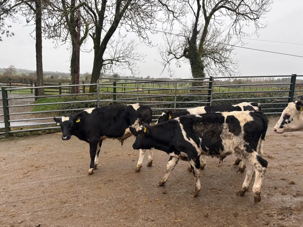 8 super British Frisian bull weanlings - Image 1