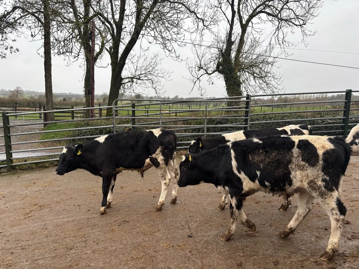 8 super British Frisian bull weanlings - Image 2