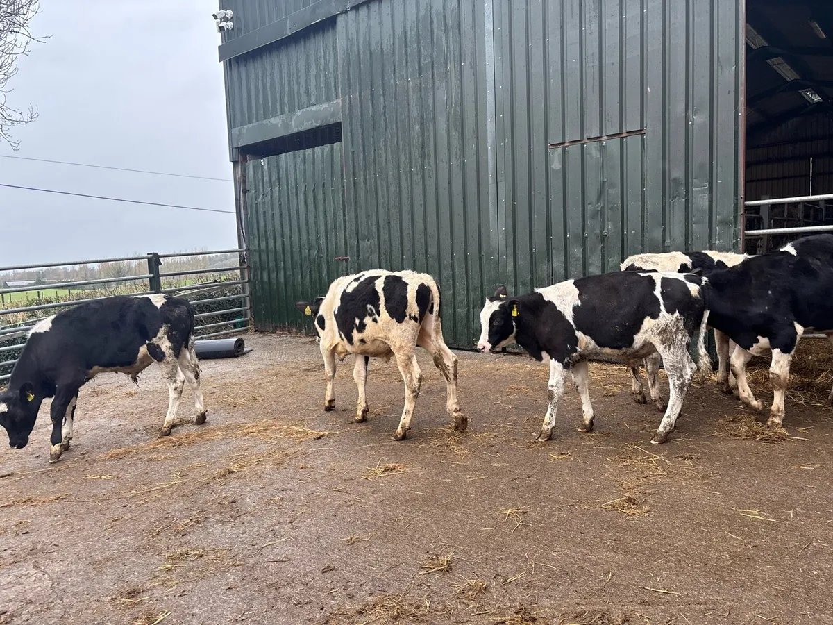 8 super British Frisian bull weanlings - Image 4