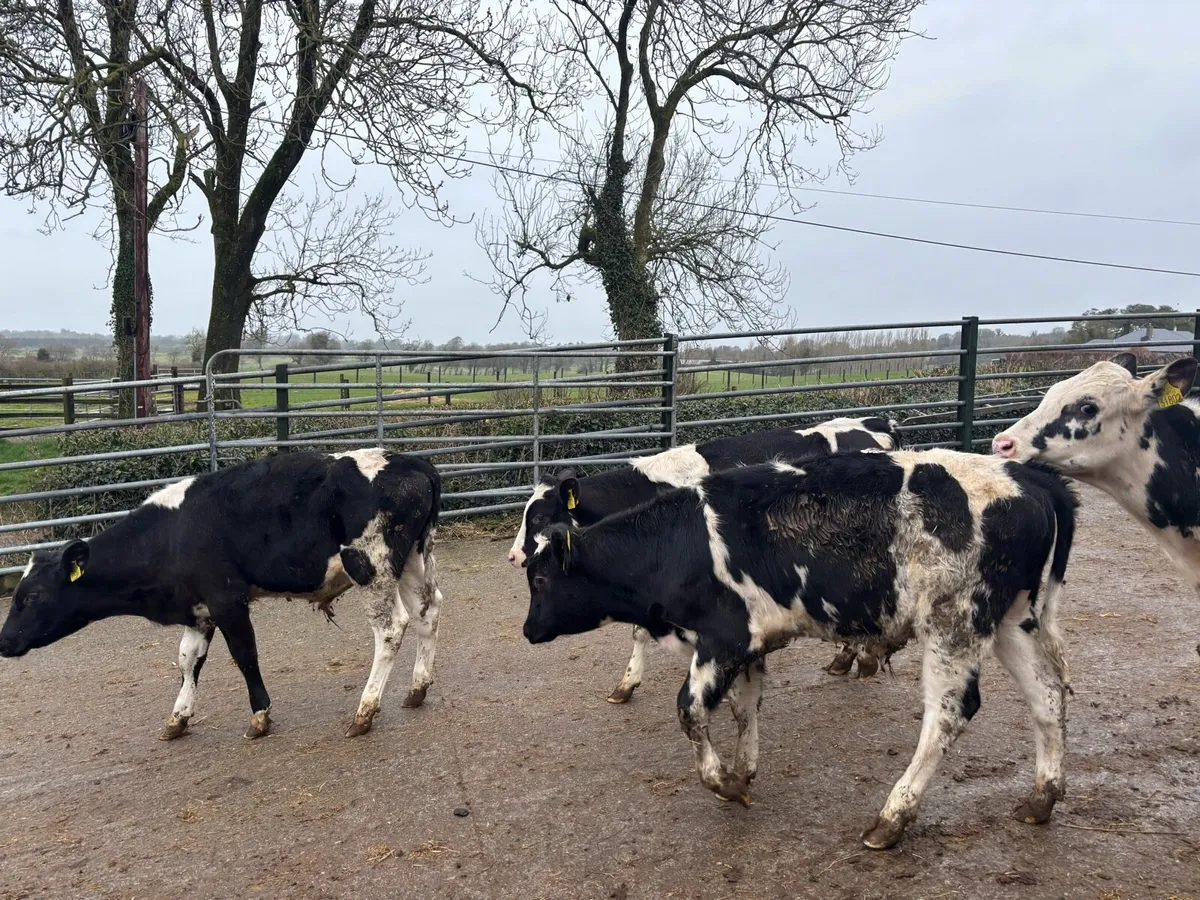 8 super British Frisian bull weanlings - Image 3