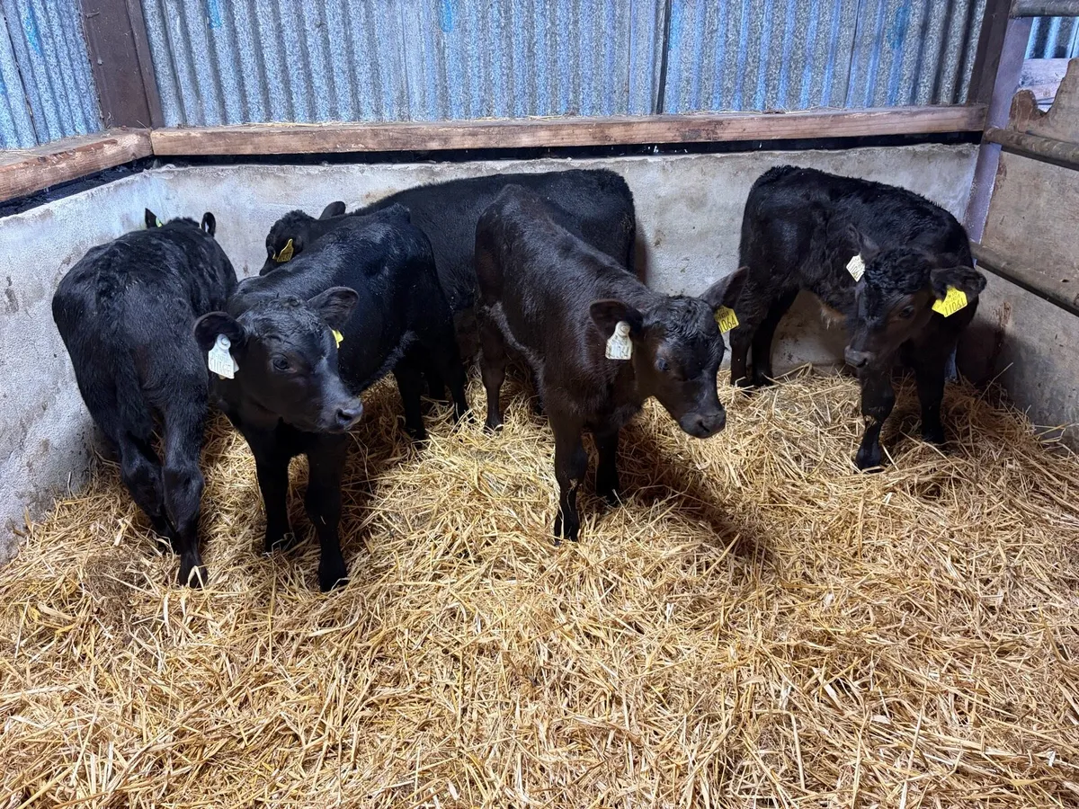 5 super Angus Bull Calfs For Sale - Image 4