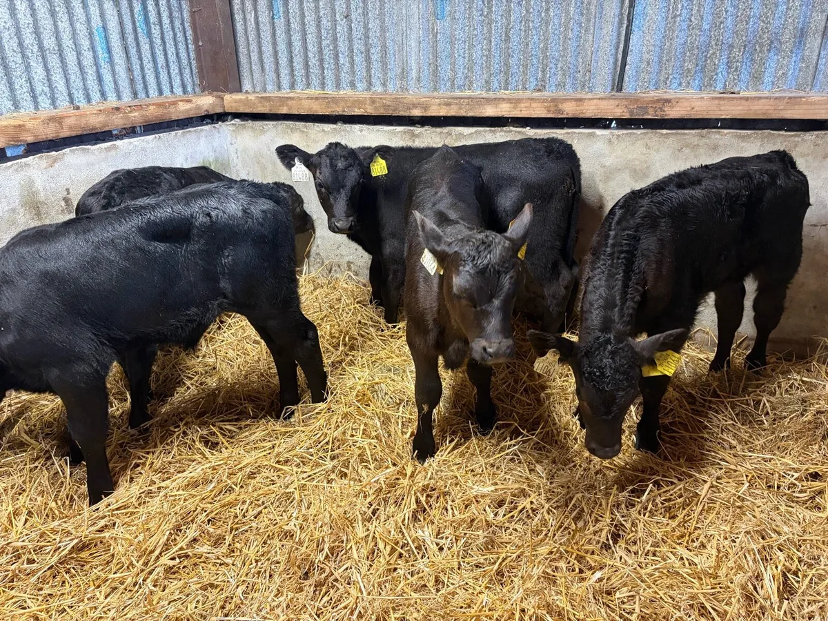 5 super Angus Bull Calfs For Sale - Image 2