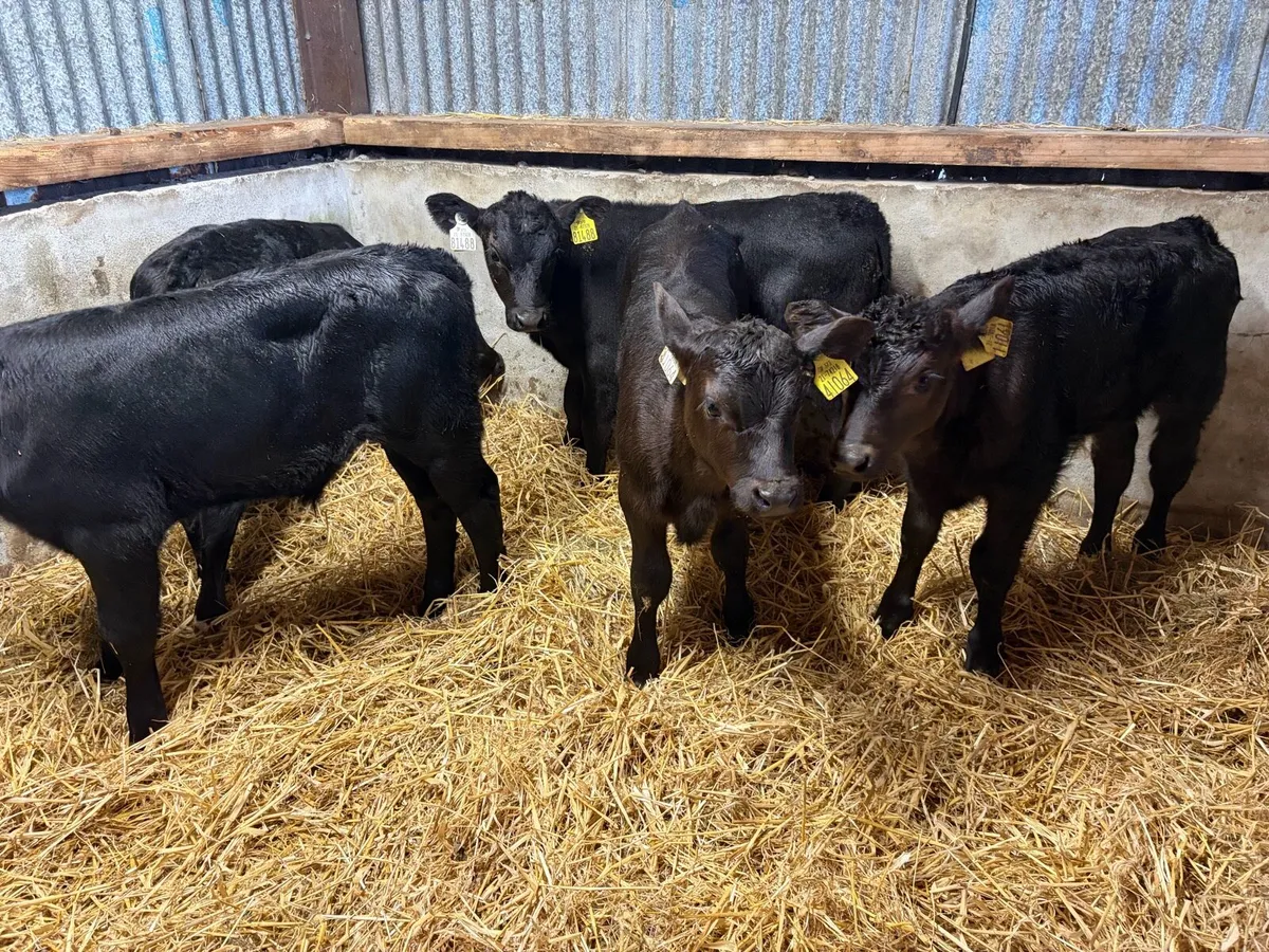 5 super Angus Bull Calfs For Sale - Image 1