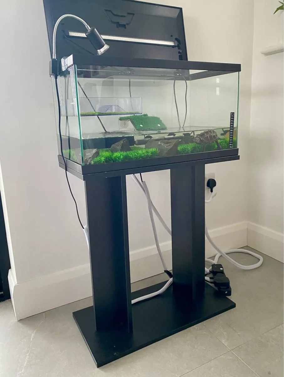 Musk Turtle with Tank - Image 1