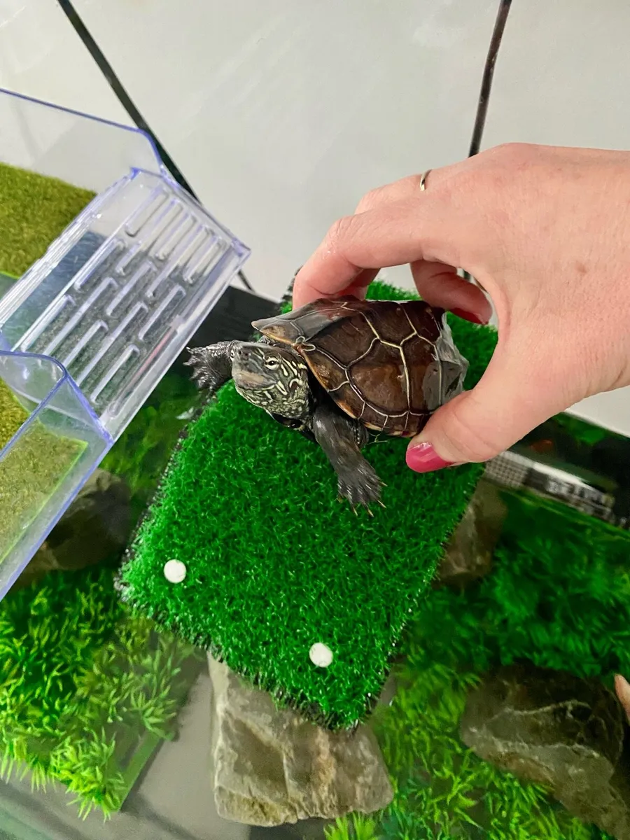 Musk Turtle with Tank - Image 3