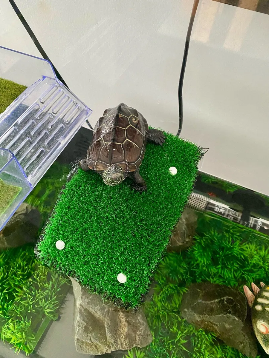 Musk Turtle with Tank - Image 4