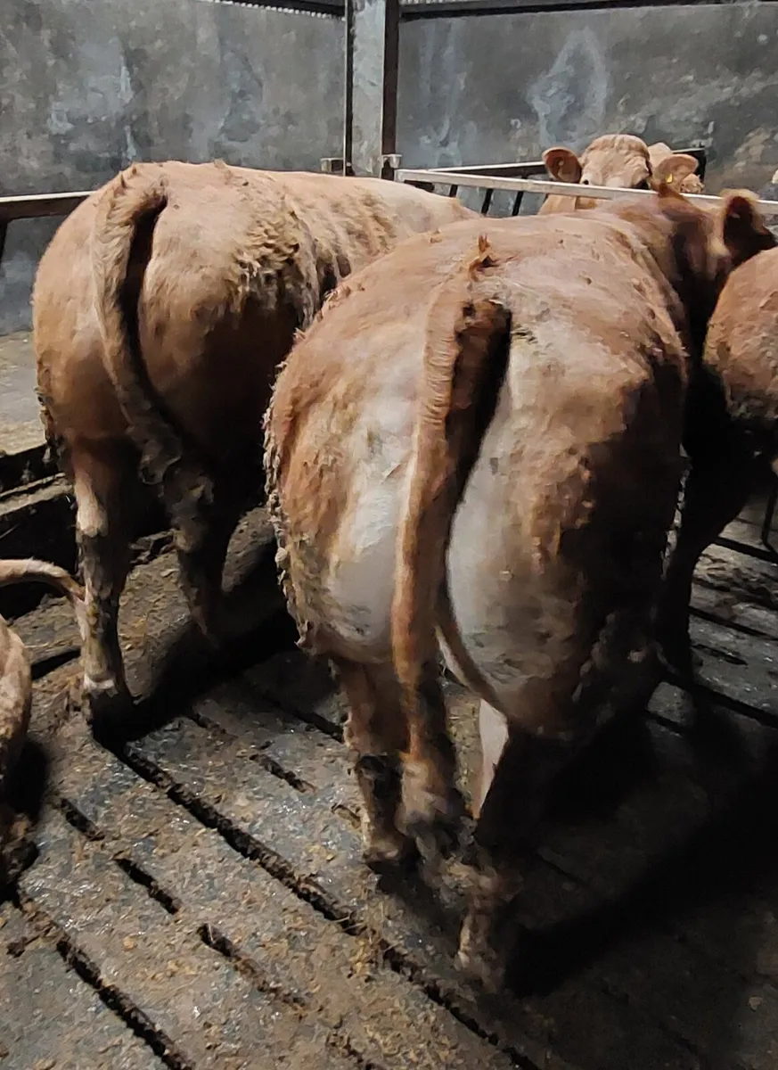 💥Fat Heifers Dowra💥 - Image 1