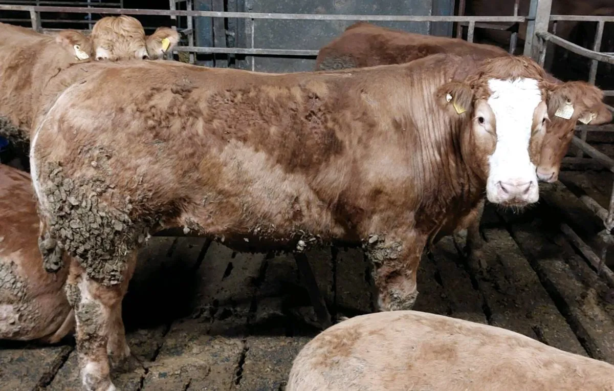 💥Fat Heifers Dowra💥 - Image 4