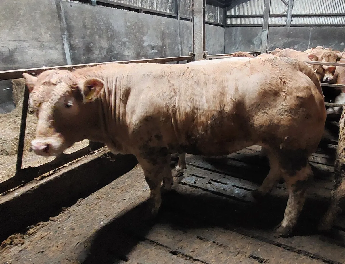 💥Fat Heifers Dowra💥 - Image 2