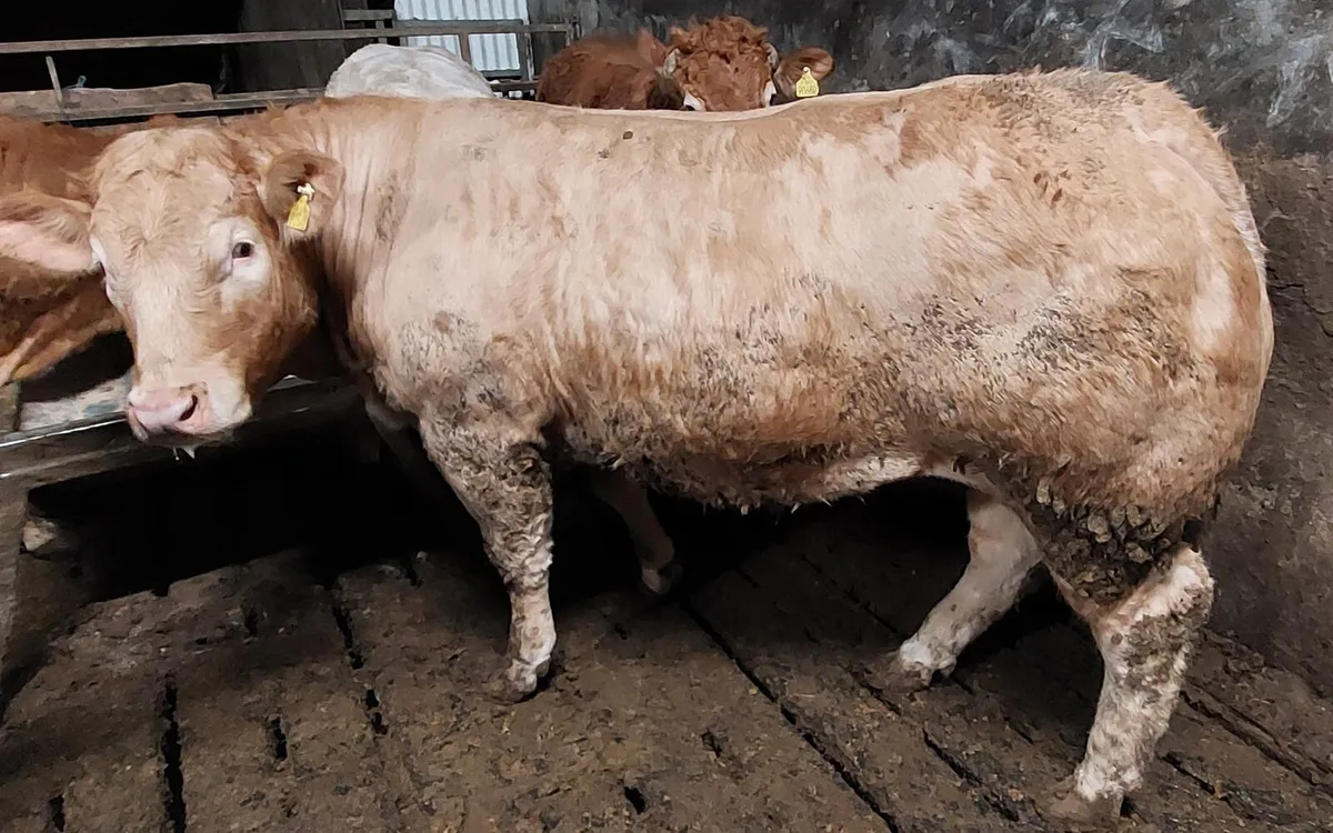 💥Fat Heifers Dowra💥 - Image 3