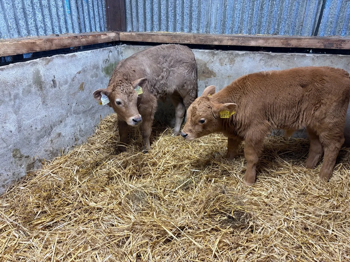 2 super charolais Bull calfs for sale - Image 1