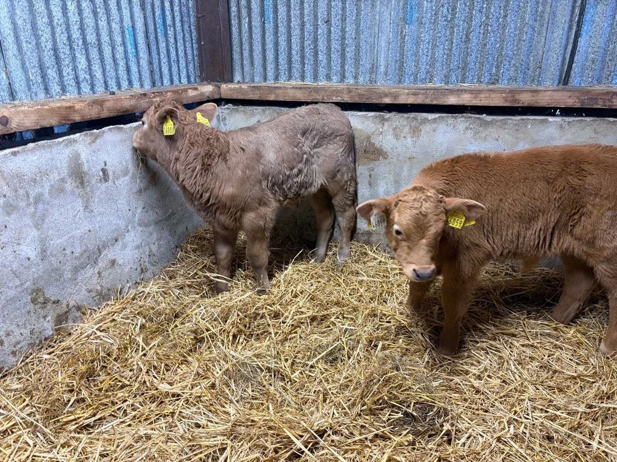 2 super charolais Bull calfs for sale - Image 2