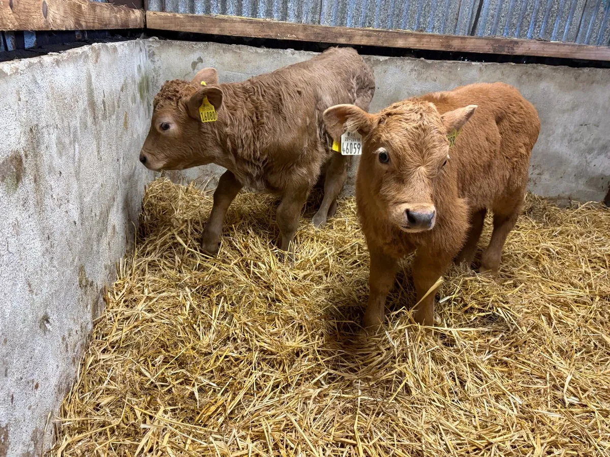 2 super charolais Bull calfs for sale - Image 3
