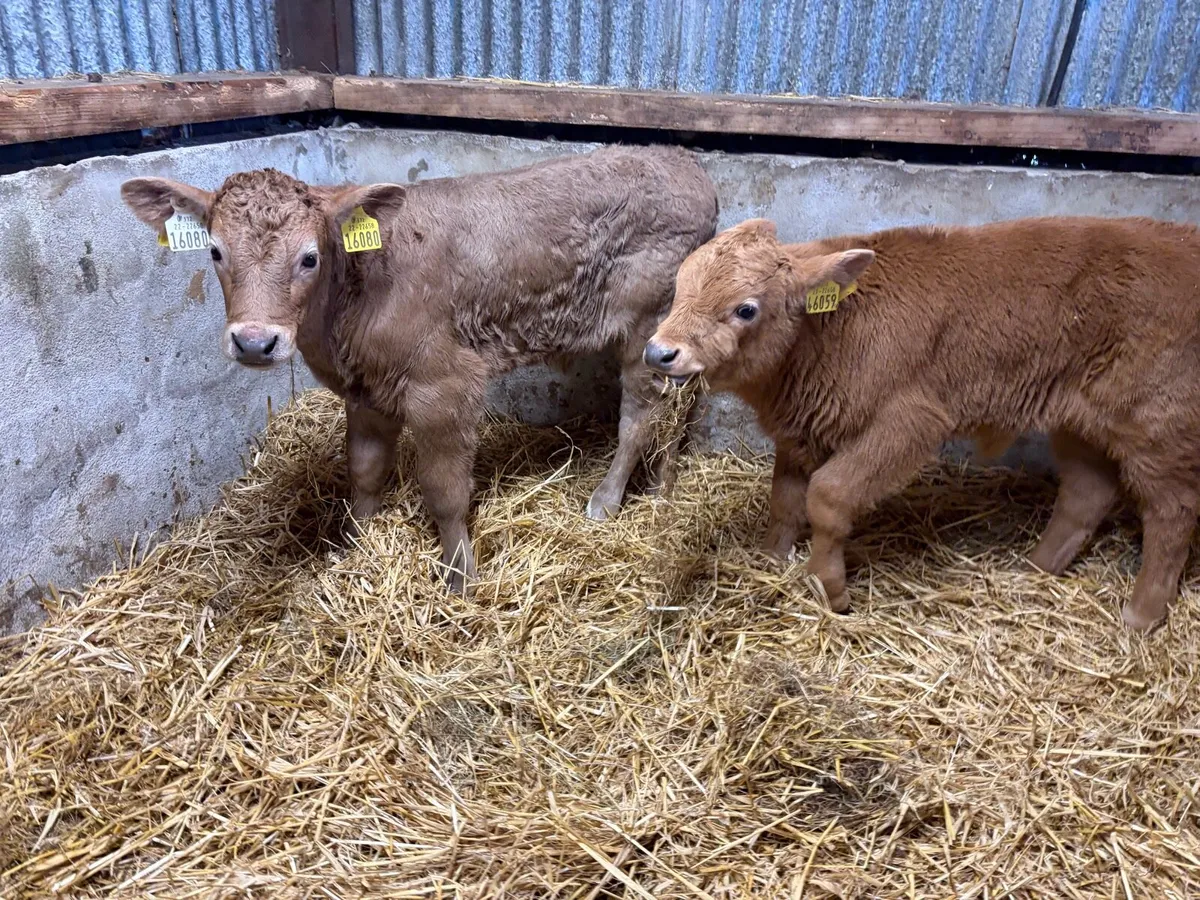 2 super charolais Bull calfs for sale - Image 4