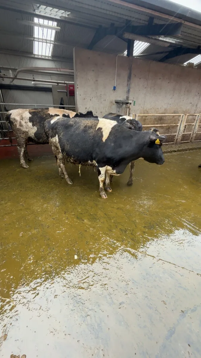 Late calving Dairy cows - Image 1