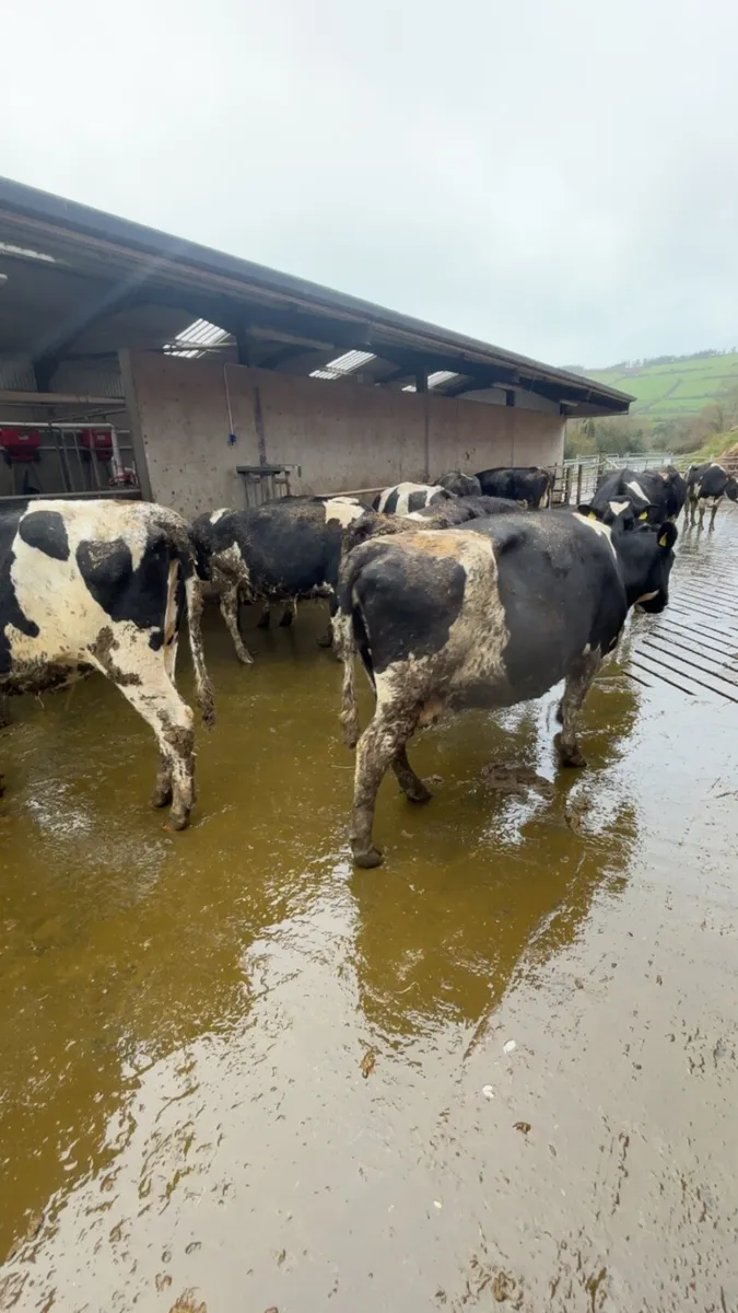 Late calving Dairy cows - Image 2