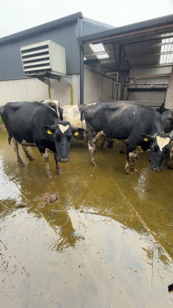 Late calving Dairy cows - Image 3