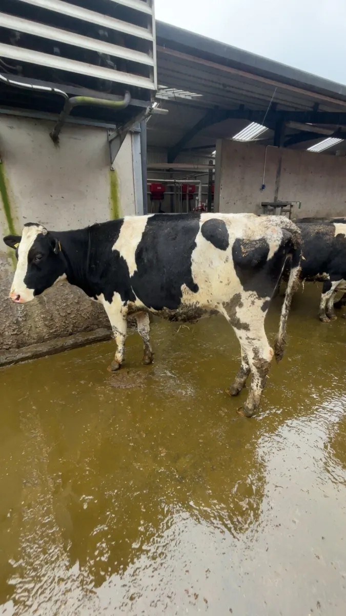 Late calving Dairy cows - Image 4