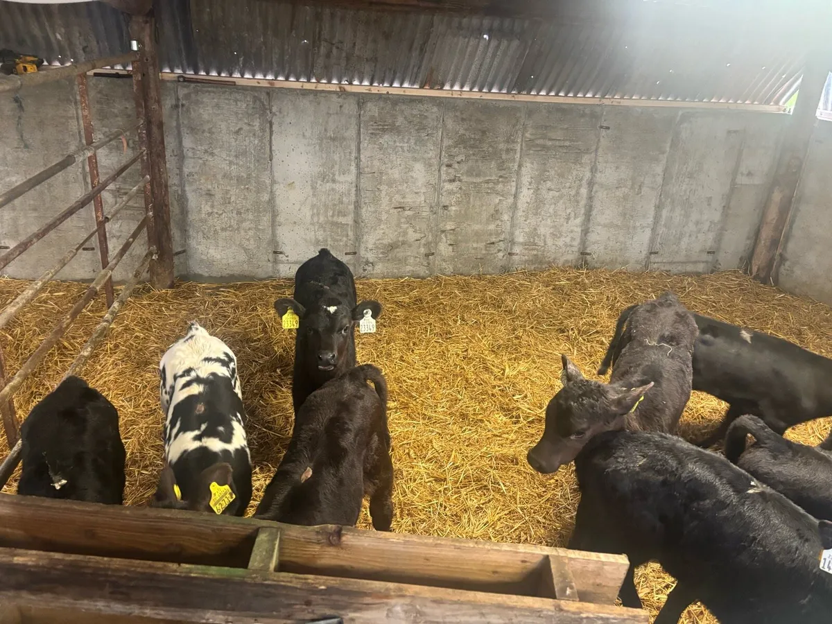 Aax and black whitehead calves - Image 4