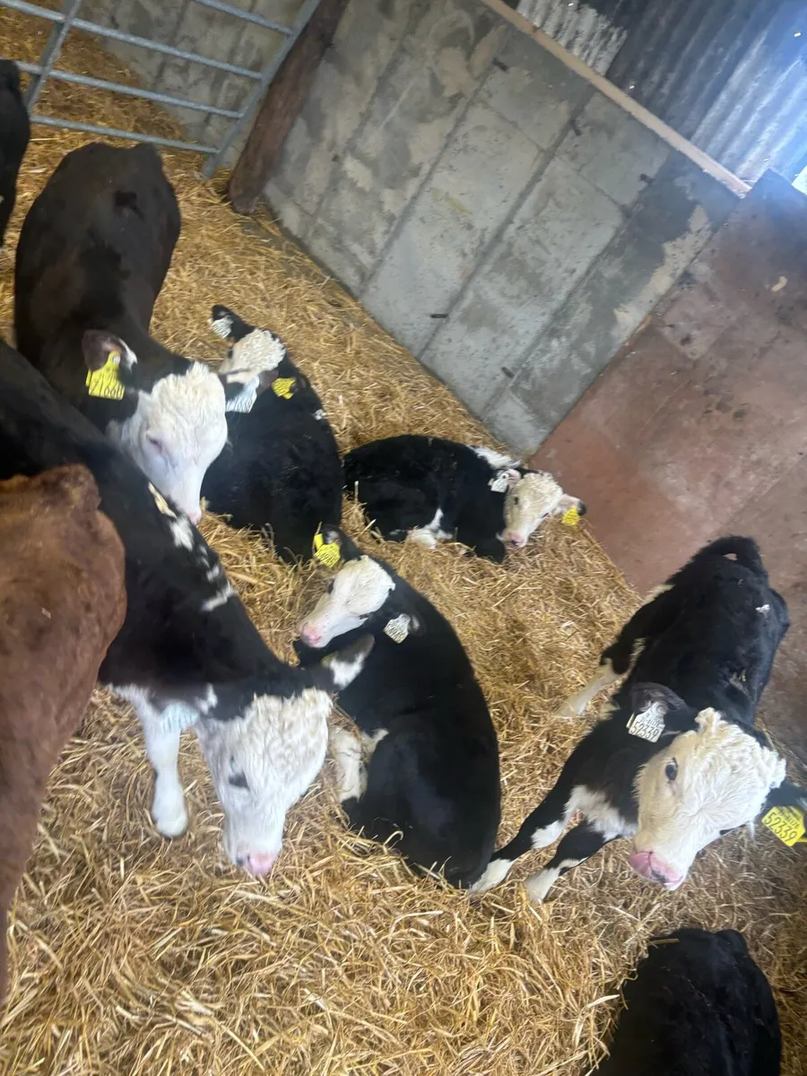 Aax and black whitehead calves - Image 2