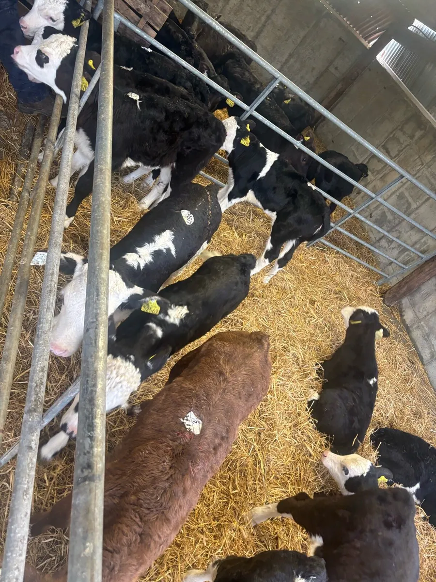 Aax and black whitehead calves - Image 3