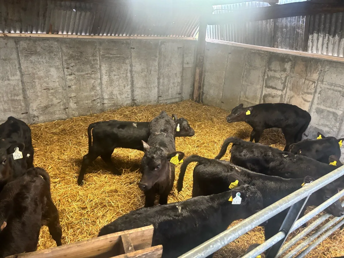 Aax and black whitehead calves - Image 1