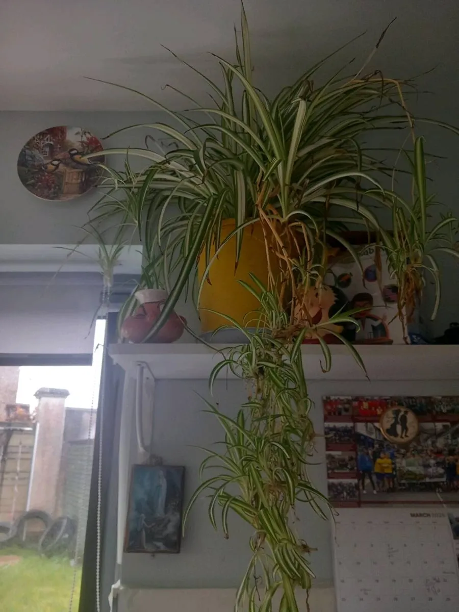 Large spider plant - Image 1