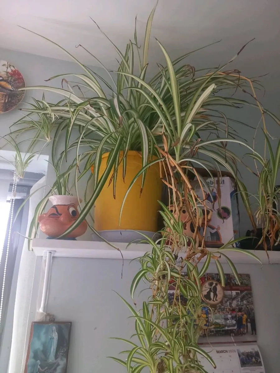 Large spider plant - Image 2