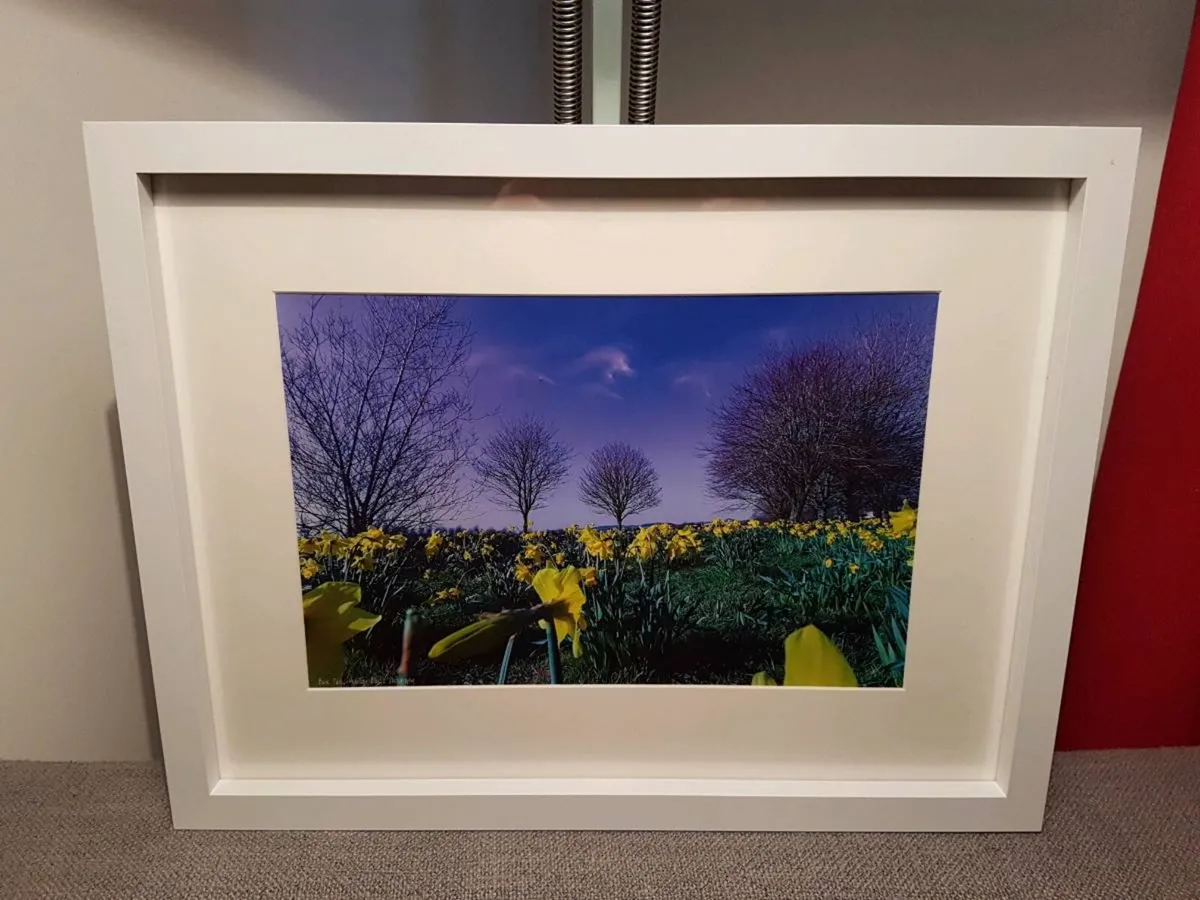 Daffodils in Bloom - Image 4