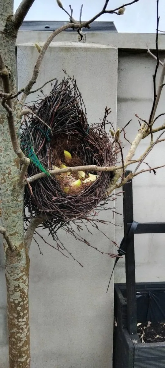 Bird feeder all natural - Image 1