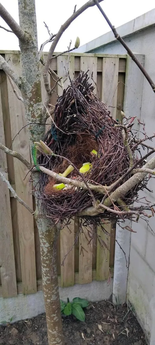 Bird feeder all natural - Image 2