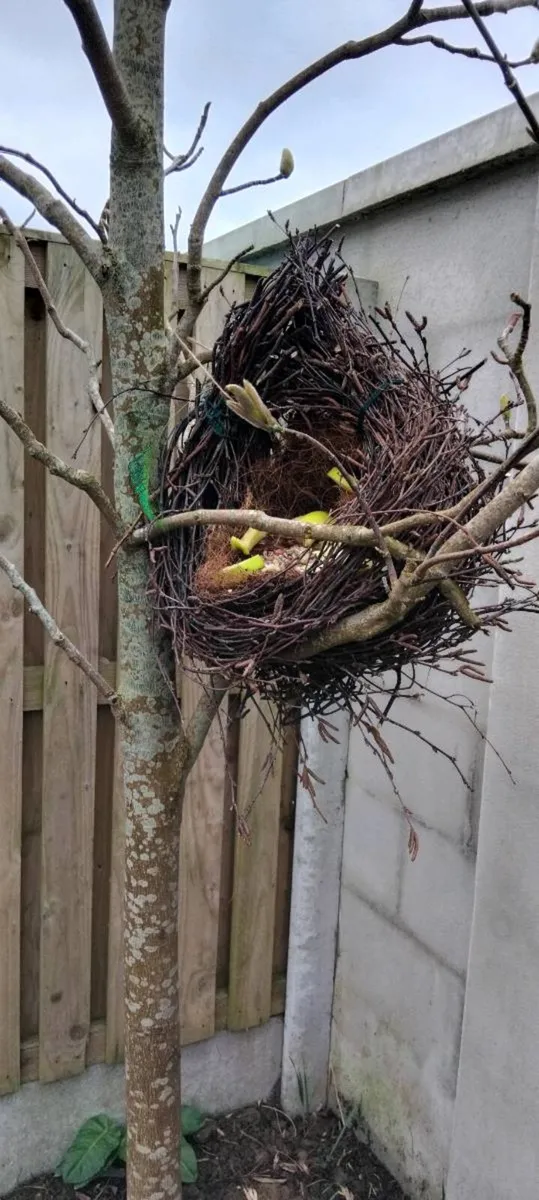 Bird feeder all natural - Image 3