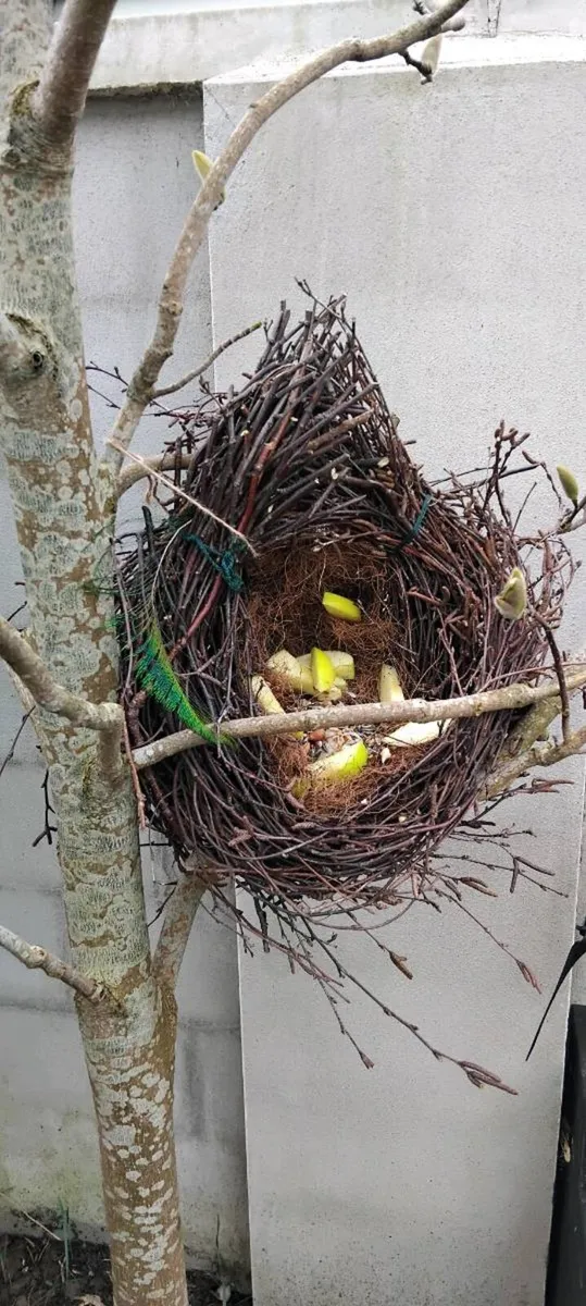 Bird feeder all natural - Image 4