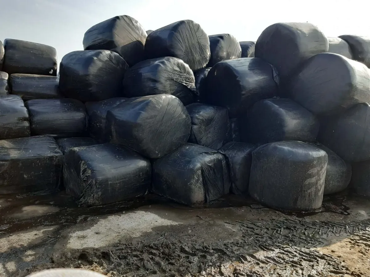 Silage bales - Image 2
