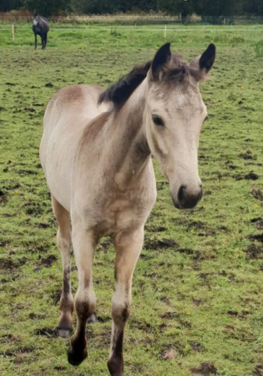 Connemara Mare - Image 4